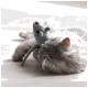Un chat gris duveteux dormant sur un sol en bois clair, avec un petit jouet souris gris reposant sur sa tête.