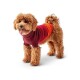 Ein flauschiger brauner Hund trägt einen stilvollen kastanienbraunen und orangefarbenen Pullover, steht glücklich mit herausgestreckter Zunge vor einem weißen Hintergrund.
