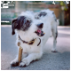 Kleiner weiß-schwarzer Terrier-Mix, der auf dem Gehweg an einem Stab-Leckerli kaut, es mit den Vorderpfoten hält und ein Halsband mit Anhänger trägt.