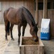 Ein braunes Pferd mit einer weißen Blässe, das aus einer weißen Schüssel frisst, neben einem blauen Sack Wisan Functional Feed, beschriftet 'HL Hamburger Leistungsfutter.'