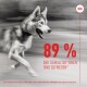Ein laufender sibirischer Husky in Bewegung, mit fettem roten Text, der "89% DER TIERHALTER*INNEN SIND ZUFRIEDEN*" besagt, und einem Royal Canin-Logo.
