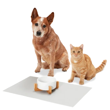 Ein brauner Hund und eine orangefarbene Tabby-Katze sitzen neben einer weißen Futterschüssel auf einer grauen Matte und zeigen eine freundliche Haustierumgebung.