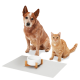 Ein brauner Hund und eine orangefarbene Tabby-Katze sitzen neben einer weißen Futterschüssel auf einer grauen Matte und zeigen eine freundliche Haustierumgebung.