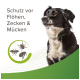 Un chien noir et blanc avec un collier à côté du texte indiquant "Protection contre les puces, tiques et moustiques" pour la protection contre les puces, les tiques et les moustiques.