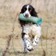 English Springer Spaniel läuft draußen mit grünem Trainingsdummy im Maul.