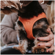 Eine Nahaufnahme eines kleinen Hundes, der ein leuchtend orangefarbenes Geschirr trägt, gehalten von einer Person mit langen Haaren und einem gemütlichen Pullover.