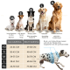 Bild von Hunderassen: West Highland White Terrier, Beagle, Border Collie, Labrador, Australian Shepherd und Dobermann mit Größentabelle (XS-XL).