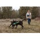 Zwei verspielte schwarze Hunde laufen auf einem steinigen Weg, einer hält ein grün-blaues Spielzeug, während eine Person im Hintergrund geht.