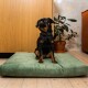 Ein kleiner schwarz-brauner Hund sitzt auf einem grünen Hundebett in einem gemütlichen Raum, mit einer Topfpflanze und Holzmöbeln im Hintergrund.