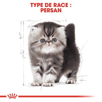Un chaton persan duveteux avec de grands yeux bleus se tient sur un fond blanc, accompagné du texte "TYPE DE RACE : PERSAN" en rouge vif.