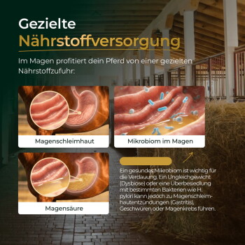 Stallplakat: 'Gezielte Nährstoffversorgung' mit Pferdemagen-Diagrammen, beschriftet mit Magenschleimhaut, Mikrobiom im Magen, Magensäure.