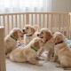 Fünf Golden-Retriever-Welpen mit bunten Halsbändern spielen in einem hölzernen Laufstall auf einer Decke.