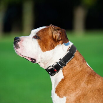 Bruin-witte hond in profiel met een zwarte leren halsband met witte stiksels en metalen gesp, groene achtergrond