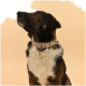 Nahaufnahme eines braun-weißen Hundes mit einem stilvollen gemusterten Halsband mit einer kleinen Glocke, der nach oben schaut vor einem sanften beigen Hintergrund.