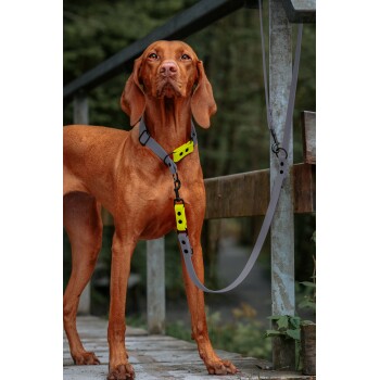 Ein brauner Hund, der ein graues Geschirr mit leuchtend gelben Akzenten trägt, steht auf einer Holzbrücke, umgeben von Grün.