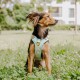 Ein kleiner Hund sitzt in einem grasbewachsenen Bereich und trägt ein mintgrünes Geschirr mit einem bunten, gemusterten Gurt.