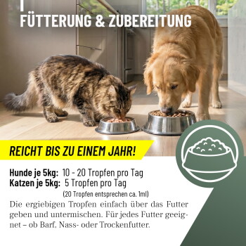Eine flauschige graue Katze, die in einem Feld aus grünem Gras und Wildblumen entspannt, mit kleinen gelben und weißen Blüten, die verstreut sind.