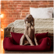 Ein grauer Weimaraner-Hund sitzt in einem roten Haustierbett und schaut neugierig, mit einem gemütlichen Schlafzimmer-Hintergrund, der eine gestrickte Decke und ein Bett zeigt.