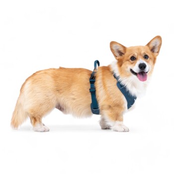 Seitenansicht eines Corgis, der ein blaues Geschirr trägt, das sein flauschiges Fell und seine robuste Statur vor einem weißen Hintergrund zeigt.