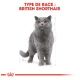 Illustration d'un chat British Shorthair avec un pelage gris et des yeux orange, accompagnée du texte "TYPE DE RACE : BRITISH SHORTHAIR."