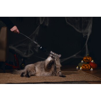 Flauschige Katze spielt mit einem Spinnen-Zauberstabspielzeug auf einem Teppich, Halloween-Kürbisse und Kerzen im Hintergrund.