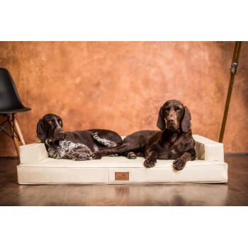 Zwei braune Hunde liegen auf einem cremefarbenen Hundebett, mit einer Holzwand im Hintergrund und einem schwarzen Stuhl in der Nähe.