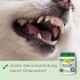 Nahaufnahme des Mauls eines Hundes mit scharfen Zähnen und rosa Zunge neben einem Glas cdVet dentaVet Fresh Breath zur Geruchskontrolle.