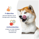 Shiba Inu Hund leckt sich die Lippen neben Text über Präbiotika und Antioxidantien, die die Darmgesundheit unterstützen und das Krankheitsrisiko senken.