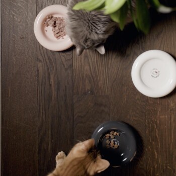 Zwei Katzen essen aus drei Schalen auf einem Holzboden; eine Schale enthält Nassfutter, eine andere Trockenfutter und eine dritte ist leer.