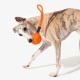 Gestromter Whippet hält einen orangefarbenen Seilball mit Schlaufenhenkel und kleinem schwarzem Etikett mit weißem Text.