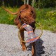 Ein verspielter brauner Hund hält ein bunt gemustertes Spielzeug mit einem runden Griff im Mund, vor einem grasbewachsenen Hintergrund.