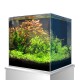 Ein lebendiges, bepflanztes Aquarium mit üppigen grünen Wasserpflanzen und rötlichem Laub, auf einem weißen Ständer platziert.