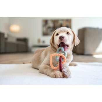 Ein verspielter, hellfarbener Labrador-Welpe liegt auf einem weißen Teppich und hält bunte Gummispielzeuge im Mund, mit einem gemütlichen Wohnzimmer im Hintergrund.