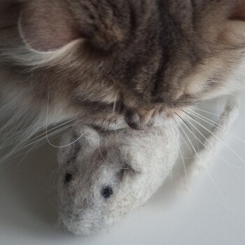 Eine Nahaufnahme einer flauschigen Katze, die an einem weichen, grauen Filzmausspielzeug mit schwarzen Punkten schnüffelt, vor einem hellen Hintergrund.