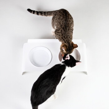 Draufsicht auf zwei Katzen (getigert und schwarz-weiß), die aus einem weißen Doppelnapf fressen; eine Schale ist leer.