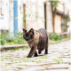 Siamesische Katze mit blauen Augen läuft auf Kopfsteinpflaster und trägt ein rosa gemustertes Geschirr sowie eine Leine.