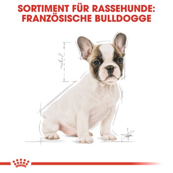 Illustration eines französischen Bulldoggenwelpen mit einer Skizzenüberlagerung, betitelt "Sortiment für Rassehunde: Französische Bulldogge" oben.