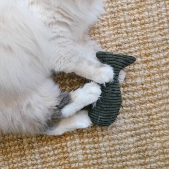 Die flauschigen Pfoten einer Katze greifen ein dunkelgrünes fischförmiges Spielzeug, das auf einem strukturierten beigen Teppich liegt.