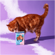 Orangene getigerte Katze schnüffelt an einer Packung Pets Deli Classic Katzenfutter mit zusätzlicher Soße vor lila Hintergrund.