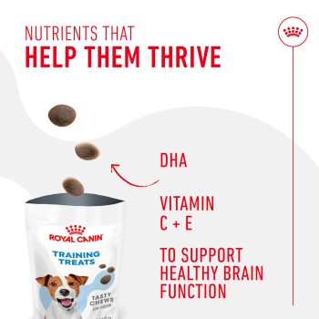Royal Canin Training Treats package featuring dog-shaped chews, highlighting nutrients like DHA, Vitamin C, and E for brain health.