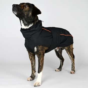 Ein stilvoller Hund, der eine schwarze wasserdichte Jacke mit einem orangefarbenen Streifen trägt und nach oben schaut, vor einem schlichten weißen Hintergrund.