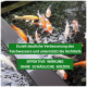 Bunte Koi-Fische in einem Teich mit dem Text: "Verbessert die Klarheit des Teichwassers" und "Wirksam ohne schädliche Biozide."