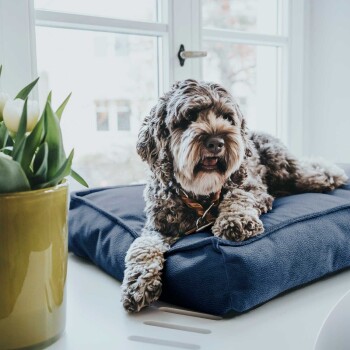 Ein flauschiger Hund ruht auf einem blauen Haustierbett neben einem Fenster, mit einer Vase grüner Blätter und weißen Tulpen in der Nähe.