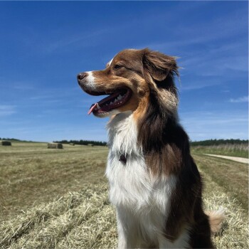 Ein glücklicher braun-weißer Hund sitzt im Freien vor einem blauen Himmel, mit grünen Feldern und Heuballen im Hintergrund.