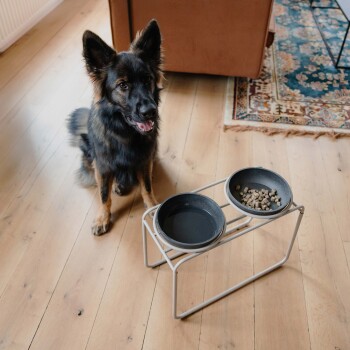 Ein Hund sitzt neben einer modernen erhöhten Futterstation für Haustiere mit zwei schwarzen Schalen; eine Schale enthält Trockenfutter für Hunde.