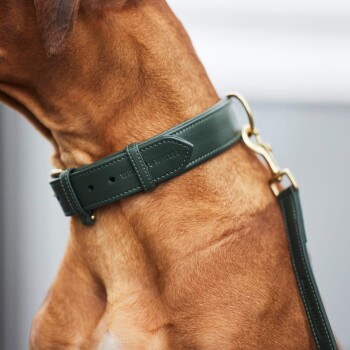 Nahaufnahme des Halses eines braunen Hundes, der ein dunkelgrünes Lederhalsband mit einem goldenen Verschluss trägt, das ein elegantes Design zeigt.