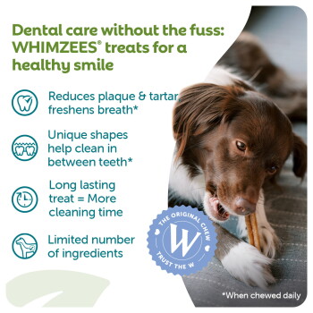 Brown dog chewing a WHIMZEES dental chew; ad text: "Dental care without the fuss: WHIMZEES treats for a healthy smile"