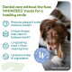 Brown dog chewing a WHIMZEES dental chew; ad text: "Dental care without the fuss: WHIMZEES treats for a healthy smile"