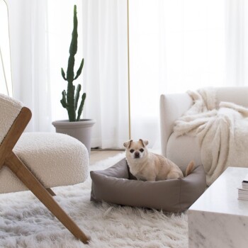 Ein kleiner tanfarbener Hund sitzt bequem in einem braunen Haustierbett auf einem flauschigen weißen Teppich, umgeben von modernen Möbeln und einem Topf-Kaktus.