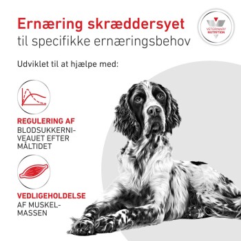 Liegender schwarz-weißer Hund mit dänischem Werbetext 'Ernæring skræddersyet', wobei blodsukker und muskelmassen erwähnt werden.